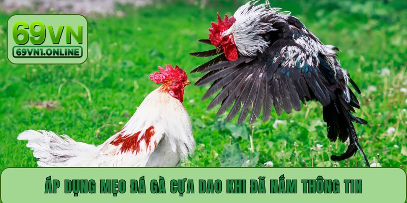Áp dụng mẹo đá gà cựa dao khi đã nắm thông tin