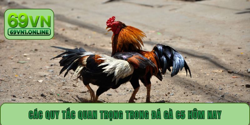 Các quy tắc quan trọng trong đá gà C5 hôm nay