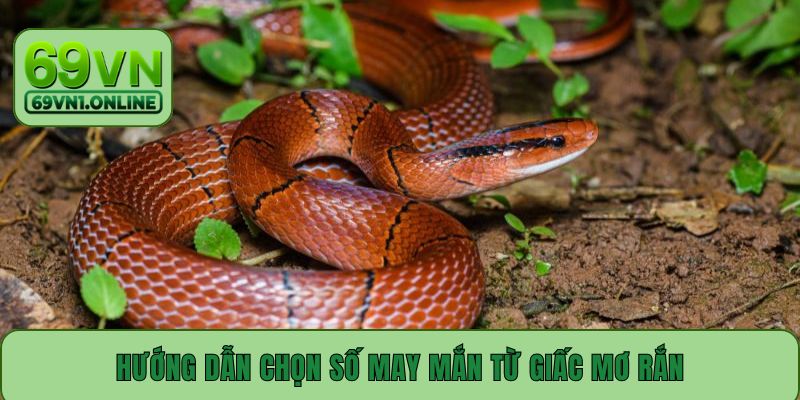 Hướng dẫn chọn số may mắn từ giấc mơ rắn