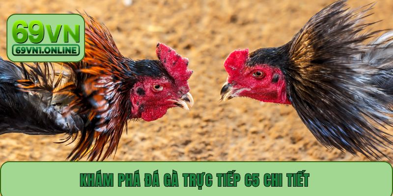 Khám phá đá gà trực tiếp C5 chi tiết 