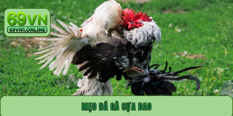 Mẹo Đá Gà Cựa Dao – Top Các Mẹo Chơi Ăn Tiền Ngay