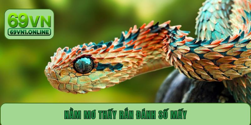 Nằm Mơ Thấy Rắn Đánh Số Mấy – Lựa Chọn Con Số May Mắn